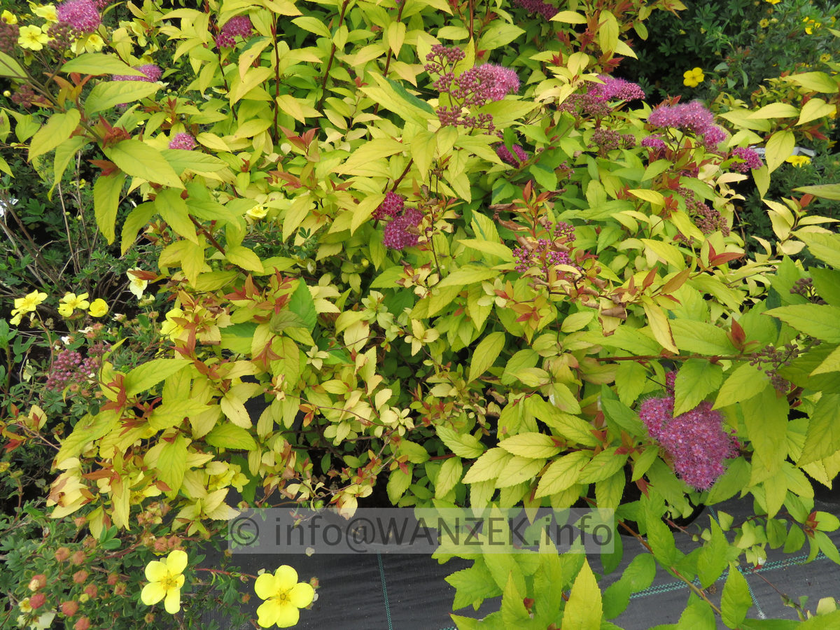 Spiraea japonica Goldflame 04.JPG